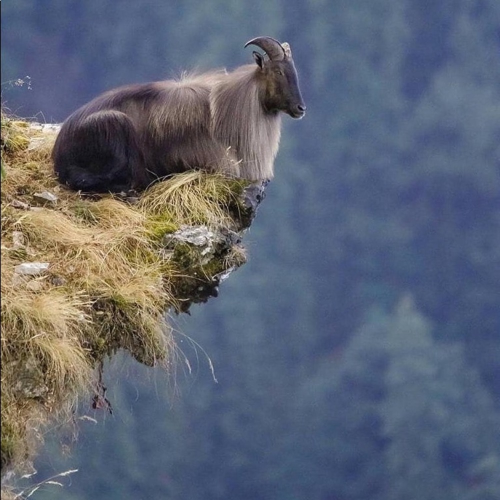 Meet your Posher, Thea